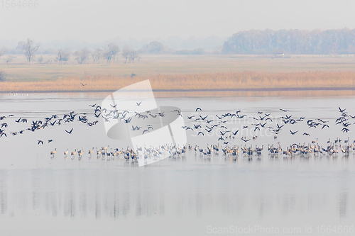 Image of Common Crane bird in the Hortobagy, Hungary