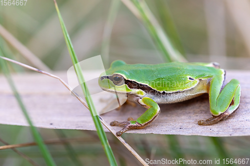 Image of green tree frog Hortobagy, Hungary