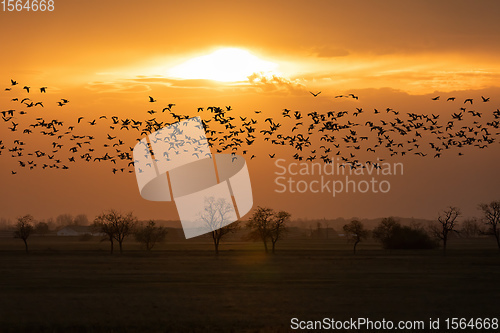 Image of flying flock Greylag goose, Hortobagy Hungary