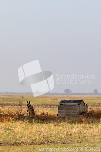 Image of sheepdog on the Hungarian puszta, Hungary