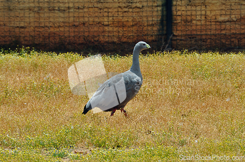 Image of cereopsis goose