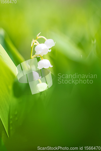 Image of Blooming Lily of the valley in spring garden