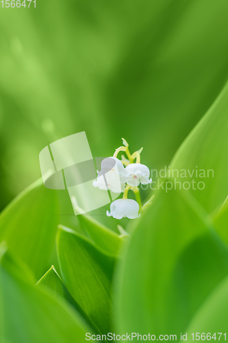 Image of Blooming Lily of the valley in spring garden