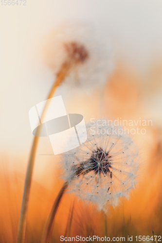 Image of spring flower dandelion