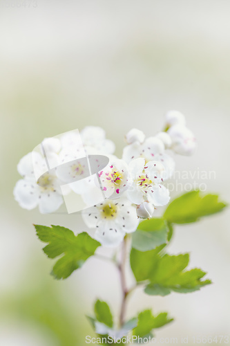 Image of Midland hawthorn white flowering tree