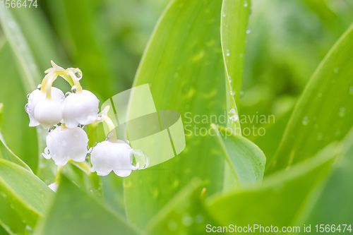 Image of Blooming Lily of the valley in spring garden