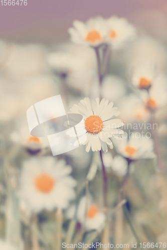 Image of small daisy flower in spring garden