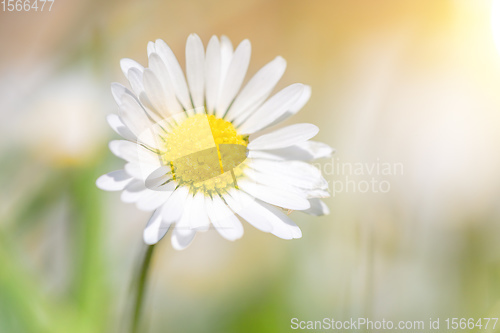 Image of small daisy flower in spring garden