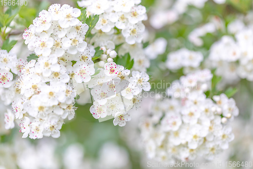 Image of Midland hawthorn white flowering tree