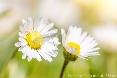 Image of small daisy flower in spring garden