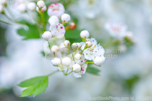Image of Midland hawthorn white flowering tree
