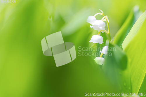 Image of Blooming Lily of the valley in spring garden