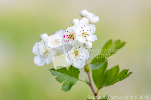 Image of Midland hawthorn white flowering tree