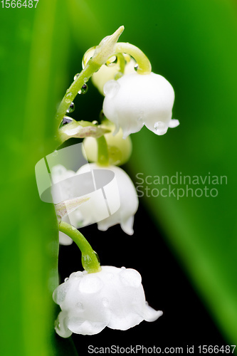 Image of Blooming Lily of the valley in spring garden