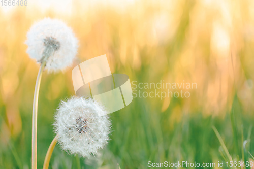 Image of spring flower dandelion