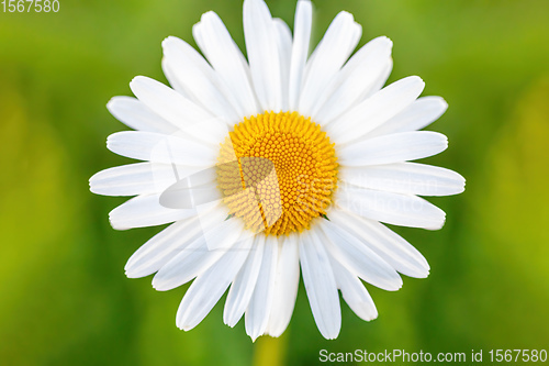 Image of white marguerite flowers in meadow