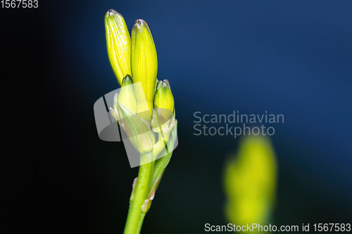 Image of green flower bud on dark background