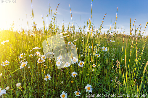 Image of White flowers ox-eye daisy