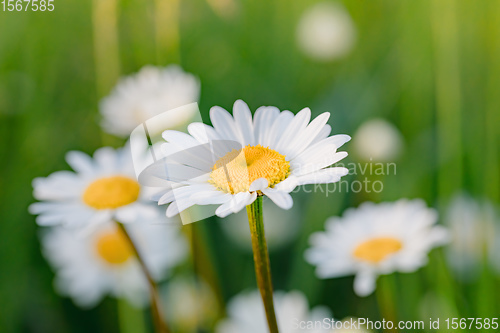 Image of white marguerite flowers in meadow
