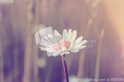 Image of white marguerite flowers in meadow