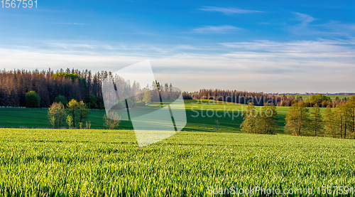 Image of Beautiful green spring rural landscape