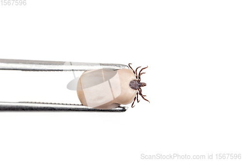 Image of Tick (Ixodes ricinus) isolated on white