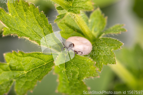 Image of Tick (Ixodes ricinus) isolated on white