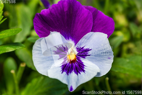 Image of violet pansy flowers in spring garden