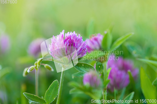 Image of Trifolium pratense. Thickets of a blossoming clover