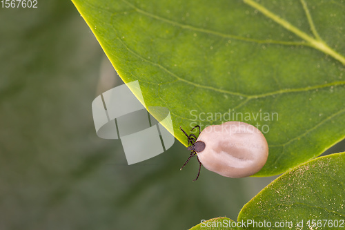 Image of Tick (Ixodes ricinus) isolated on white