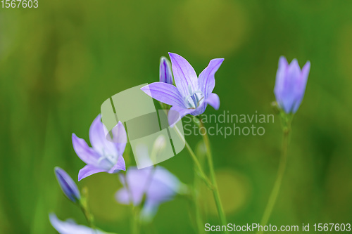 Image of beautiful spring flower Campanula Patula