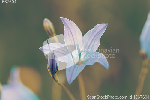 Image of beautiful spring flower Campanula Patula