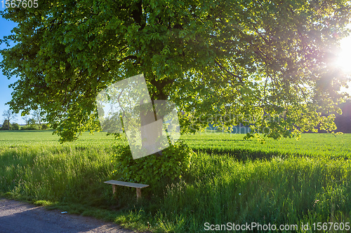 Image of Small wooden bench, resting place under the tree