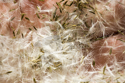 Image of white dandelions