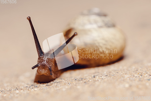 Image of macro of small Garden snail