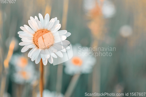 Image of white marguerite flowers in meadow