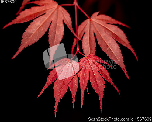 Image of red maple leaf on black for natural background