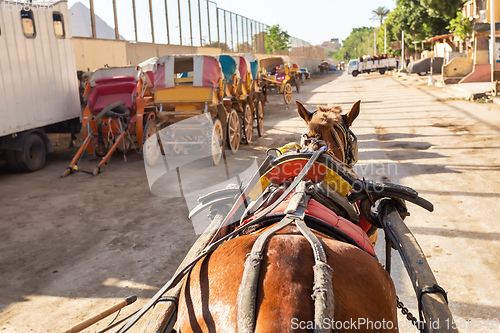 Image of horse chariot in street of Giza Cairo, Egypt