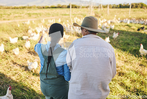 Image of Farm, chicken and back of women in nature, countryside and field for small business, growth or inspection. Agriculture, sustainable farming and farmer team with bird for free range poultry production