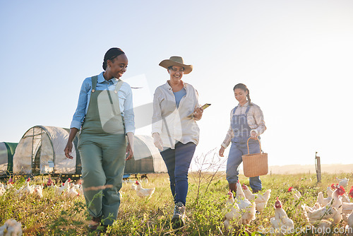 Image of Agriculture, chicken and women for harvest in farm, countryside or nature for protein and eggs. Agro business, sustainable farming and farmers do inspection of birds for free range poultry production