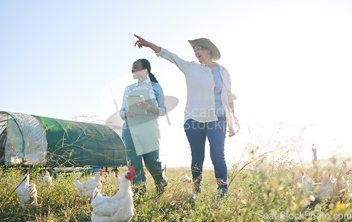 Image of Chicken farm, woman pointing and outdoor with management and farmer pointing. Agriculture, sustainability and planning for small business in countryside with animal stock and eco friendly work