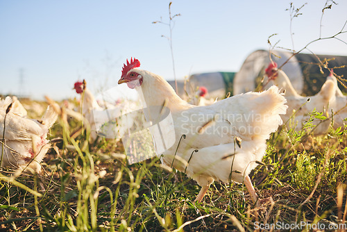 Image of Grass, chicken farm and coup with blue sky in green countryside, free range agriculture and sunshine. Poultry farming, sustainability and freedom, group of birds in field and animals walking together