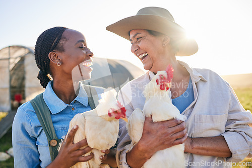 Image of Agriculture, chicken and women laugh on farm for health check, animal wellness or growth in field. Ecology, sustainable farming and farmers and birds for free range poultry, protein or egg production