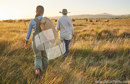 Image of Cow farm, woman walking and back outdoor with management and farmer in field. Agriculture, sustainability and harvest for small business in countryside with animal stock and eco friendly work