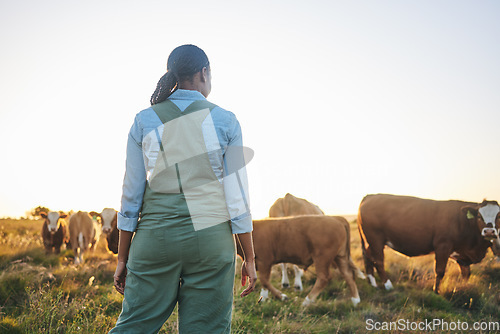 Image of Woman, farmer and cattle in countryside on a grass field at sunset with cow group and worker. Female person, back and agriculture outdoor with animals and livestock for farming in nature with freedom