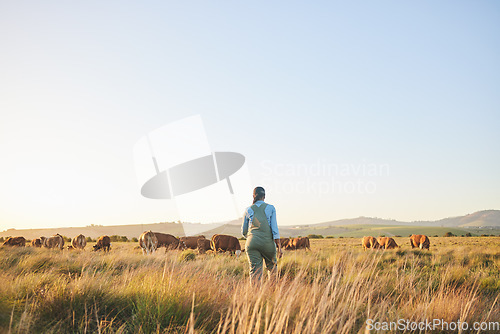 Image of Woman, farmer and walking in countryside, blue sky and grass field with cow and cattle. Female person, back and agriculture outdoor with animals and livestock for farming in nature with mockup space