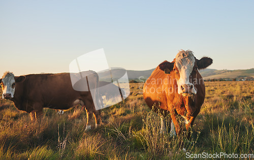 Image of Agriculture, nature and portrait of cow on farm for for sustainability, environment and meat industry. Grass, cattle and milk production with animals in countryside field for livestock and ecosystem