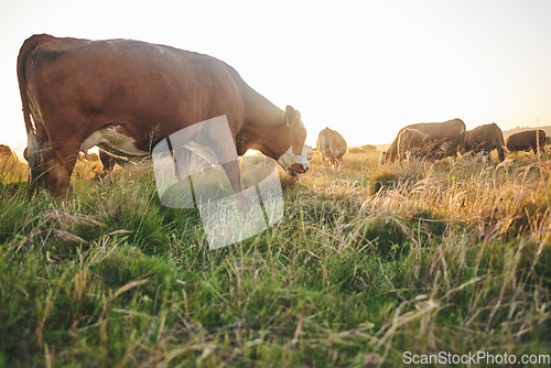 Image of Agriculture, nature and grass with cow on farm for for sustainability, environment and meat industry. Sunset, cattle and milk production with animals in countryside field for livestock and ecosystem