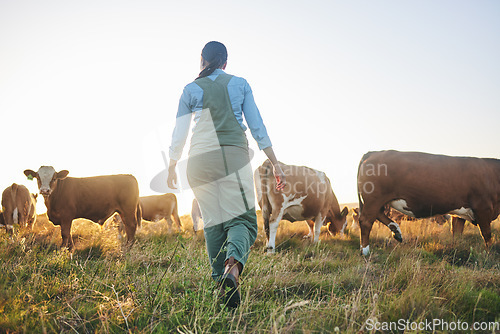 Image of Woman, cow farm and walking in countryside on a grass field at sunset with farmer and cattle. Female person, back and agriculture outdoor with animals and livestock for farming in nature with freedom