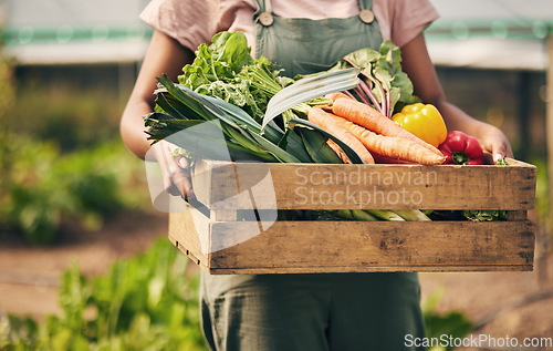 Image of Farmer hands, box and vegetables in greenhouse for agriculture, supply chain business and product in basket. Person, seller or worker in gardening for sustainability NGO, nonprofit and food harvest